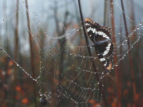 butterfly-caught-spider-web